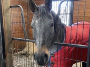 Dark brown horse standing in a stall wearing a red blanket. 